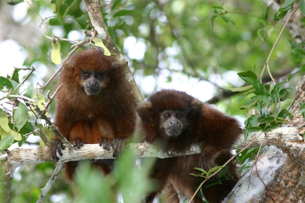 NATURAL MOUNTAIN MONKEYS MultiBOXCOYOTE